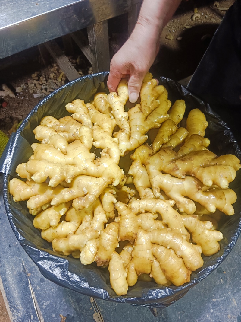 山东优质沂蒙小黄姜，产地直发大量有货，欢迎全国老板采购
