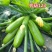西葫芦种子农葫123翠绿色瓜条顺直座果量大抗病春种植