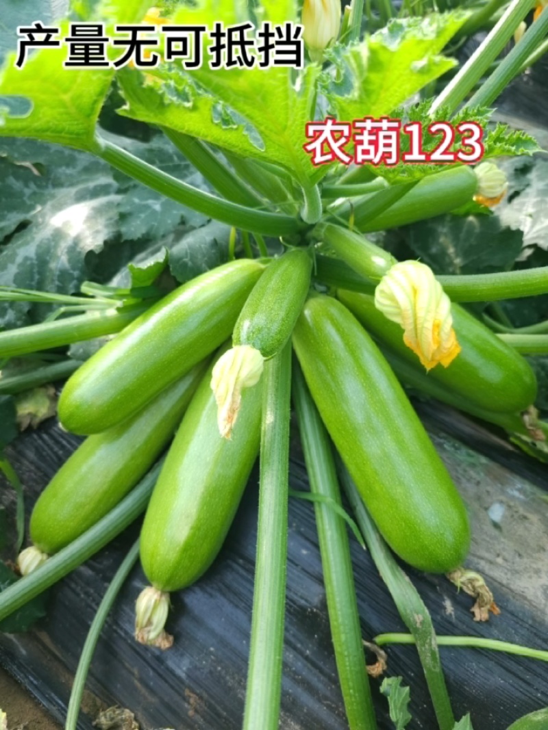 西葫芦种子农葫123翠绿色瓜条顺直座果量大抗病春种植