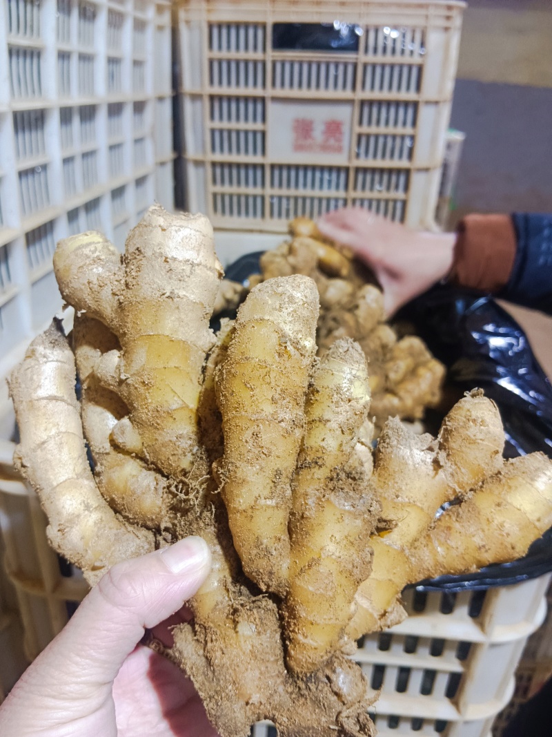 山东优质沂蒙小黄姜，产地直发大量有货，欢迎全国老板采购