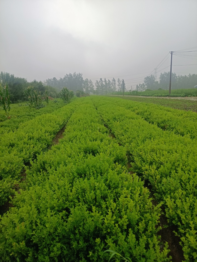 小叶黄杨