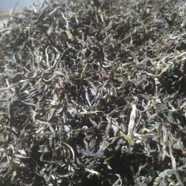 大树茶