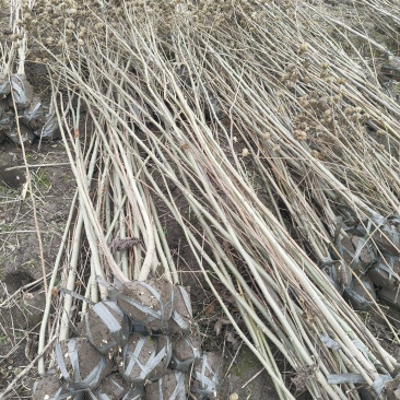 木芙蓉3叉以上，高度1.5m，基地有量，欢迎订购。