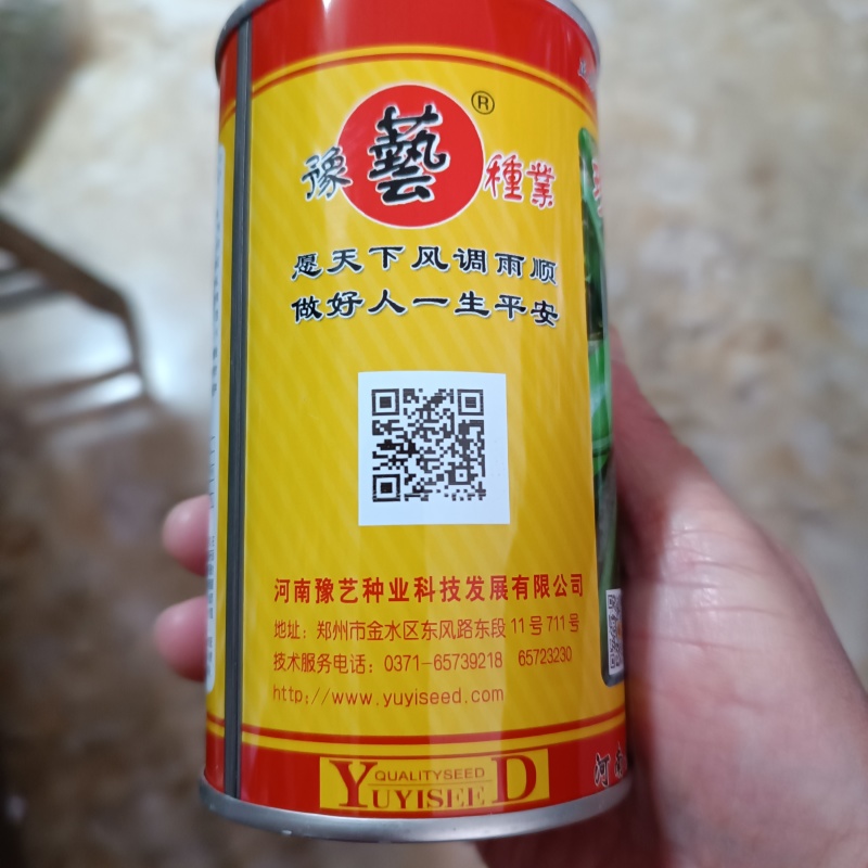豫艺珍玉绿之秀西葫芦种子抗病毒油绿皮西葫芦种子占瓜种子蔬