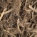 艾根【包邮】三斤起发货可批量可零售量大从优