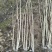 木芙蓉3叉以上，高度1.5m，基地有量，欢迎订购。