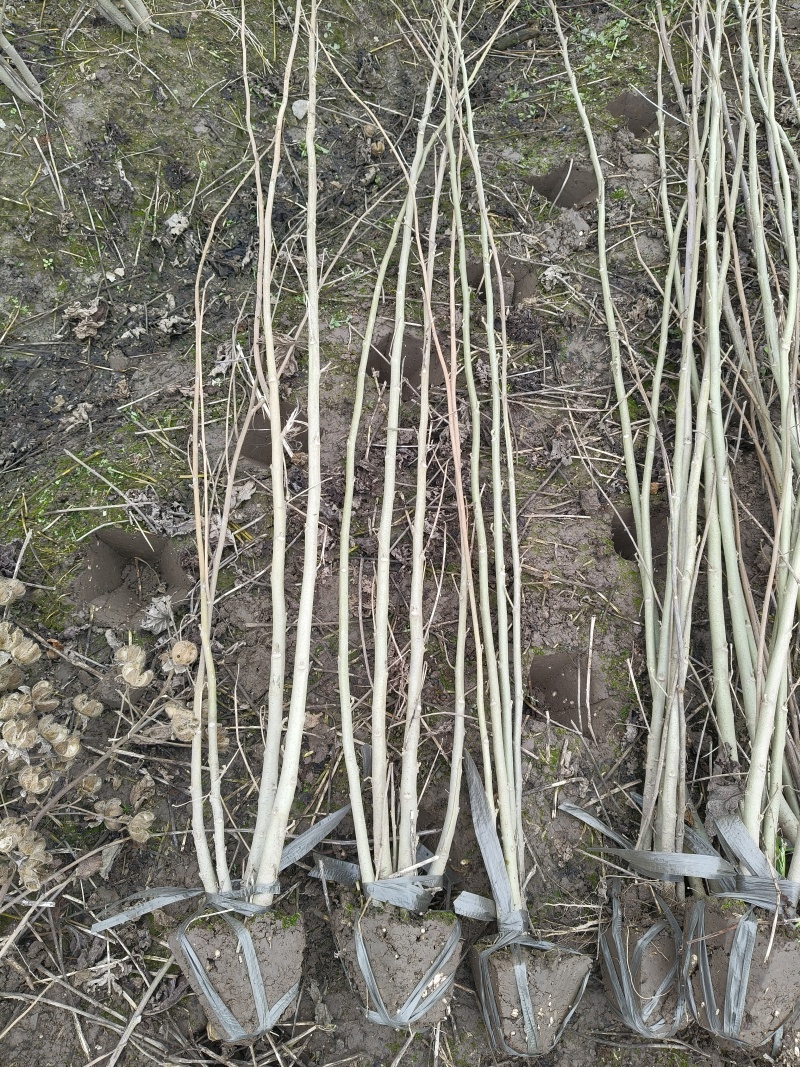 木芙蓉3叉以上，高度1.5m，基地有量，欢迎订购。