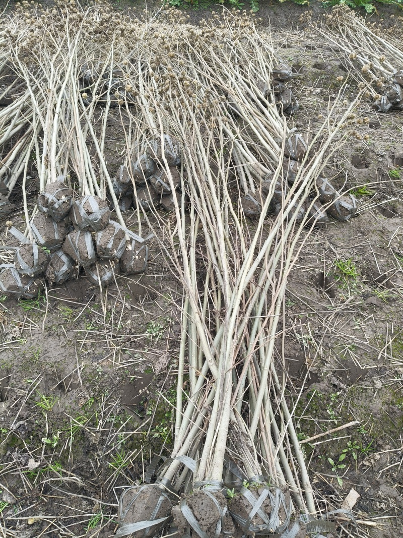 木芙蓉3叉以上，高度1.5m，基地有量，欢迎订购。