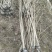 木芙蓉3叉以上，高度1.5m，基地有量，欢迎订购。