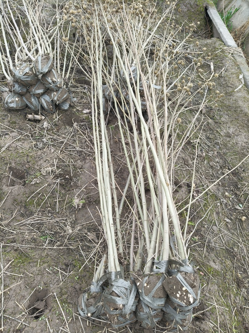 木芙蓉3叉以上，高度1.5m，基地有量，欢迎订购。