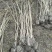 木芙蓉3叉以上，高度1.5m，基地有量，欢迎订购。