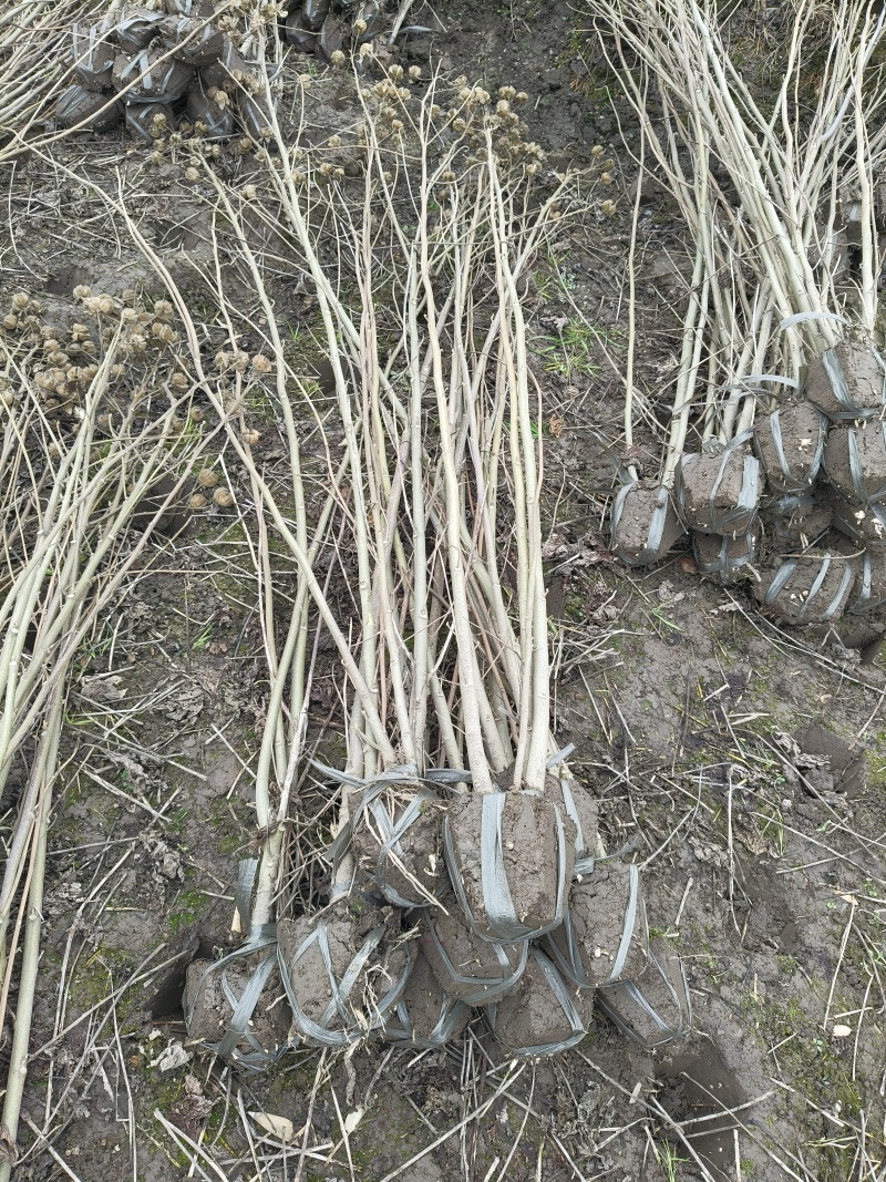 木芙蓉3叉以上，高度1.5m，基地有量，欢迎订购。