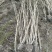 木芙蓉3叉以上，高度1.5m，基地有量，欢迎订购。