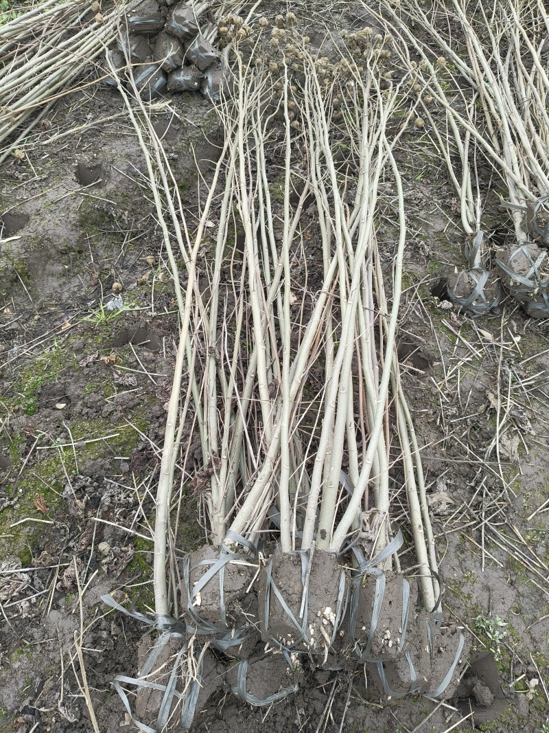木芙蓉3叉以上，高度1.5m，基地有量，欢迎订购。