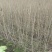 木芙蓉3叉以上，高度1.5m，基地有量，欢迎订购。