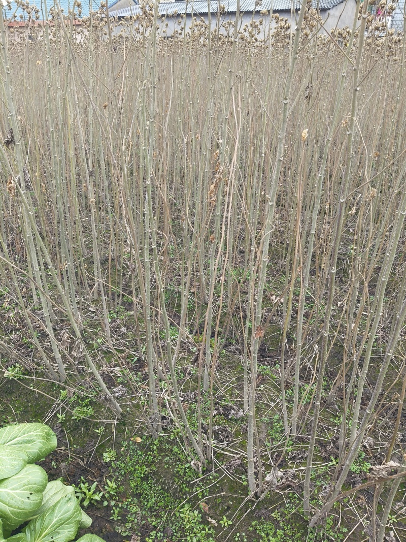 木芙蓉3叉以上，高度1.5m，基地有量，欢迎订购。