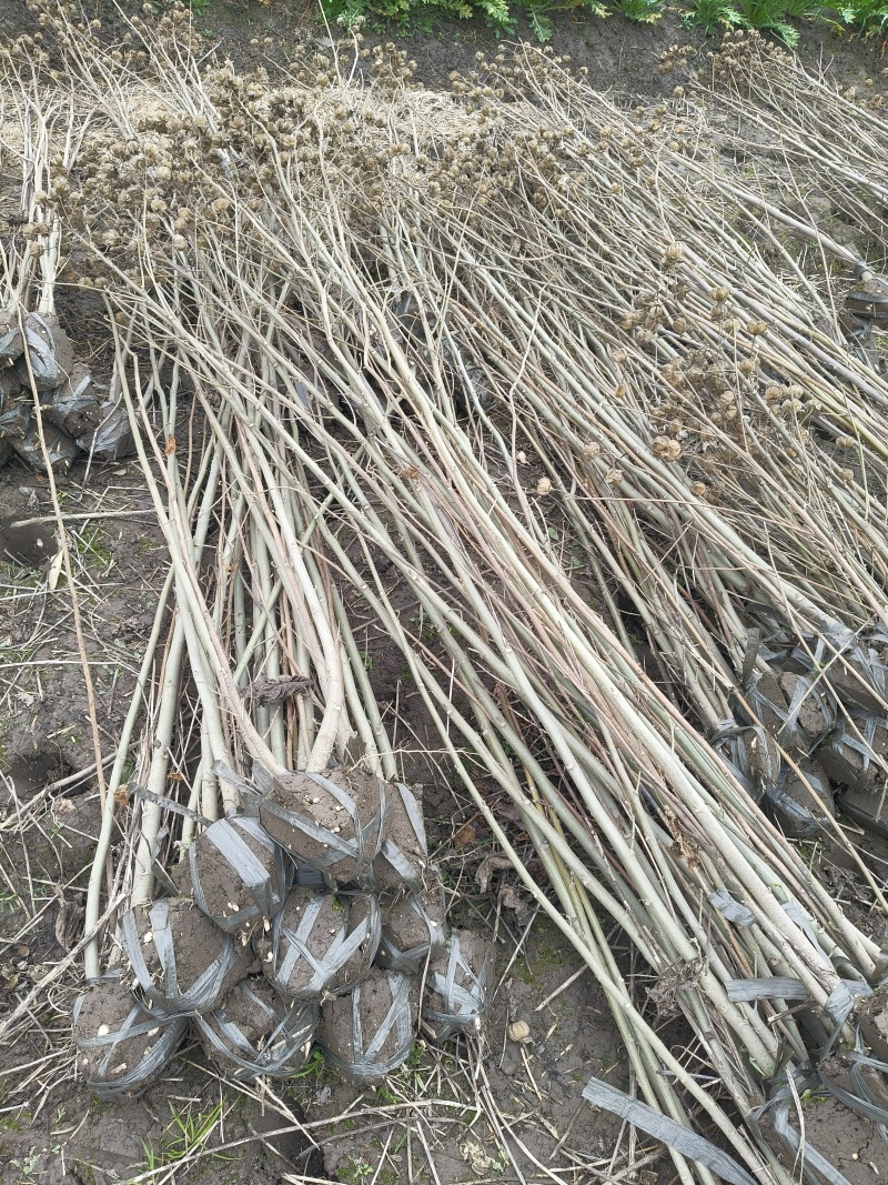 木芙蓉3叉以上，高度1.5m，基地有量，欢迎订购。