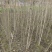 木芙蓉3叉以上，高度1.5m，基地有量，欢迎订购。