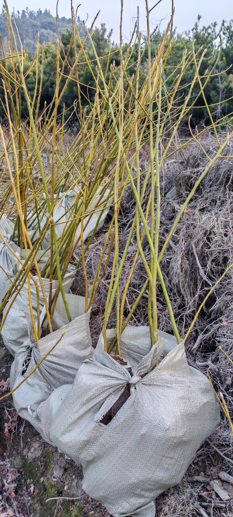 檫木苗杯苗种苗基地直销欢迎各大老板采购咨询一手货源