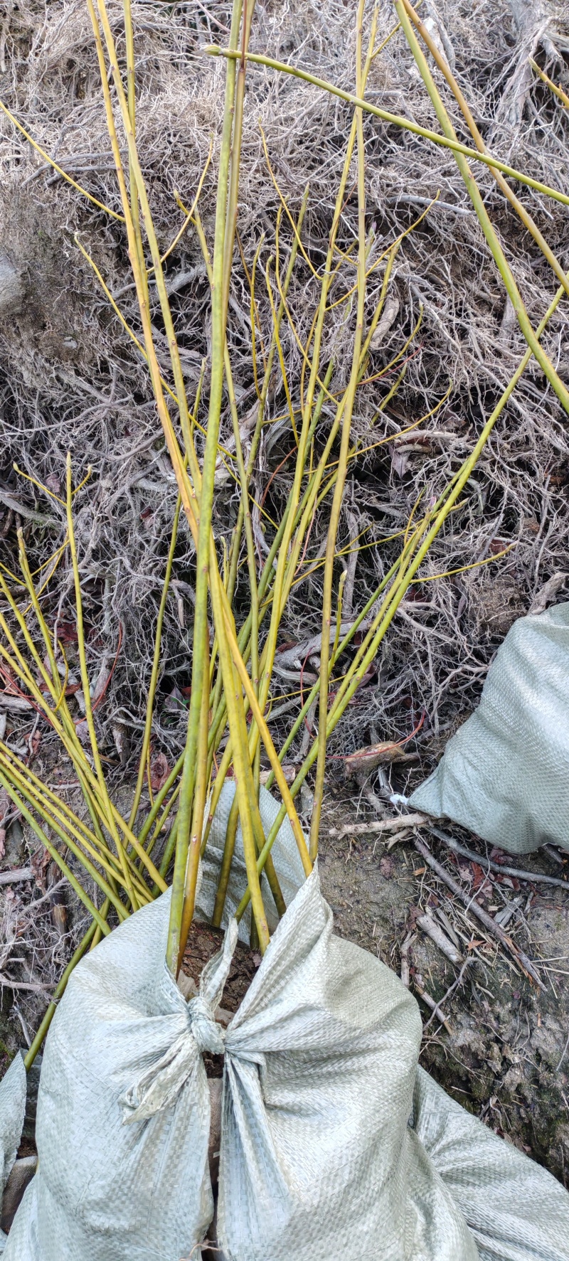 檫木苗杯苗种苗基地直销欢迎各大老板采购咨询一手货源