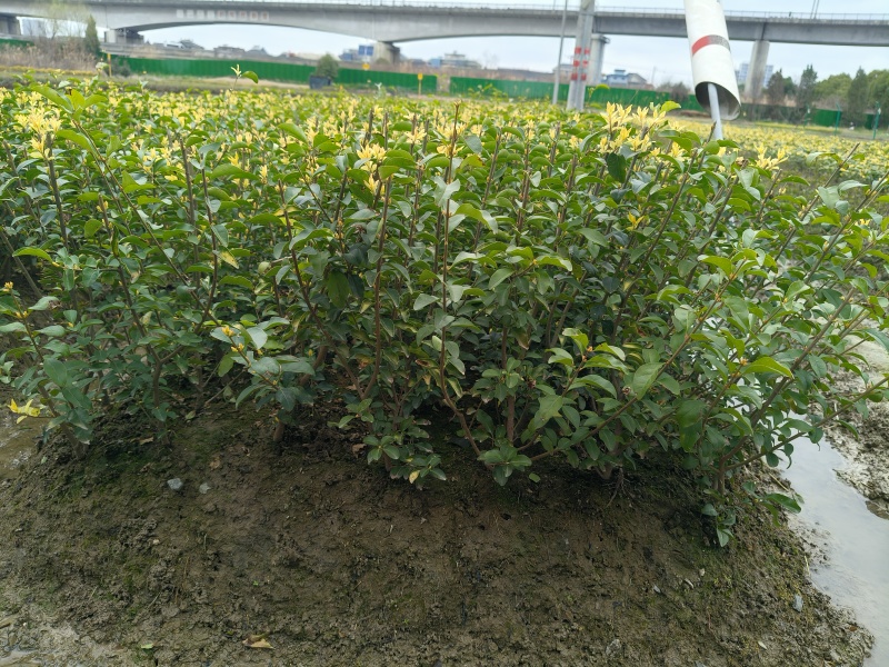 金禾女贞小毛球平面高度40cm，基地有量，欢迎来一亩田订