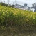 金禾女贞小毛球平面高度40cm，基地有量，欢迎来一亩田订
