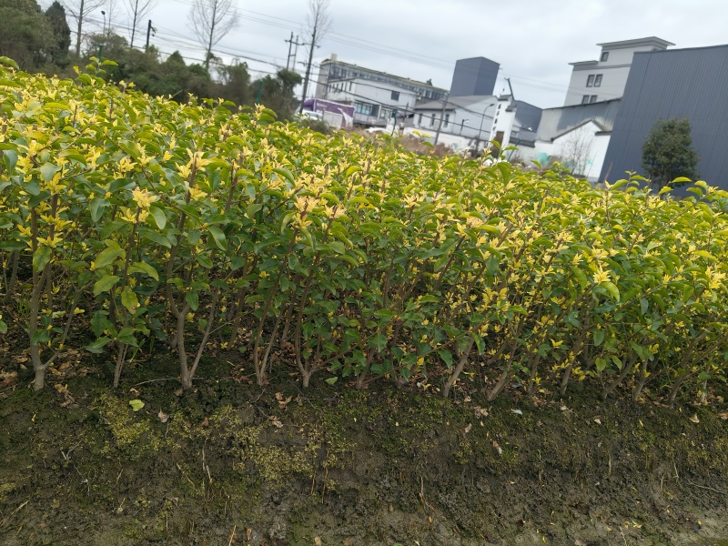 金禾女贞小毛球平面高度40cm，基地有量，欢迎来一亩田订