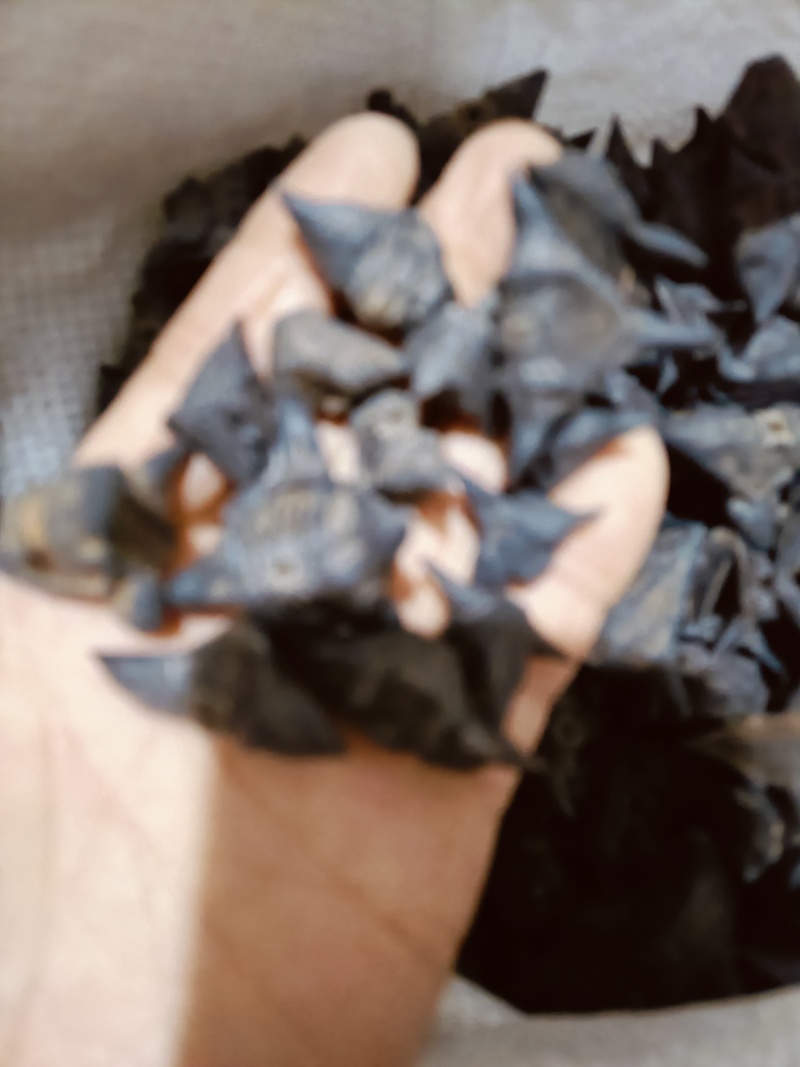 血见愁，中药材供应，质量保证价格优惠欢迎咨询购买