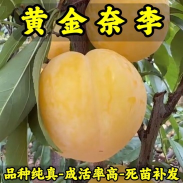 黄金奈李子苗品种纯真基地现起现发货根系发达成活率高