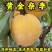 黄金奈李子苗品种纯真基地现起现发货根系发达成活率高