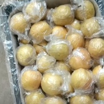 山地精品蜜梨