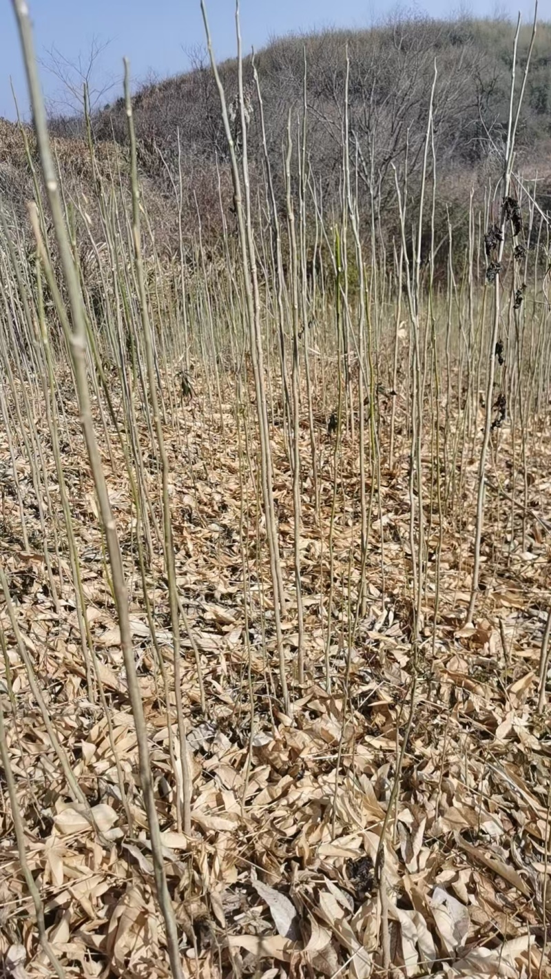 【热销】无患子种苗基地供应量大质优支持视频看货采购