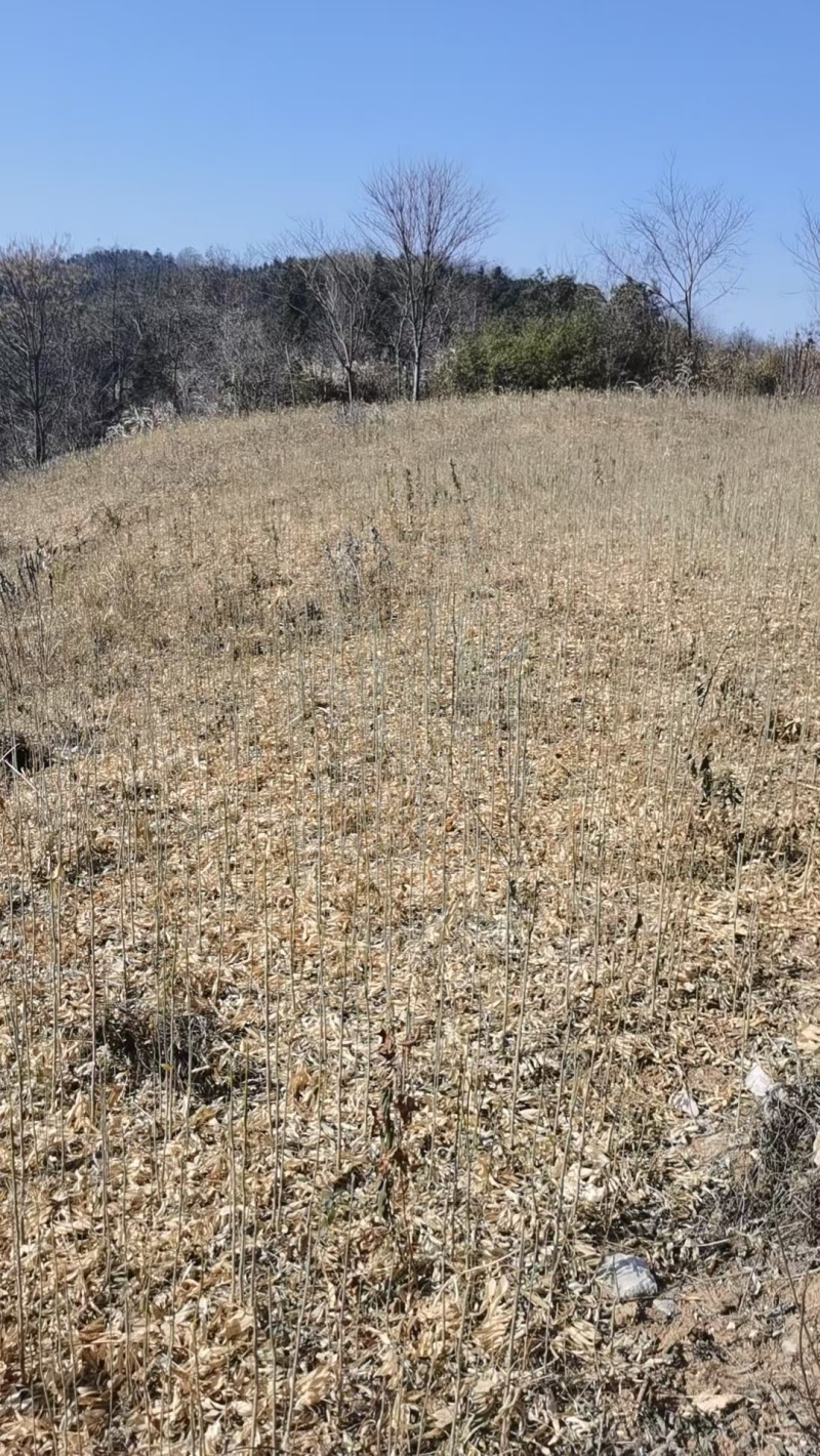 【热销】无患子种苗基地供应量大质优支持视频看货采购