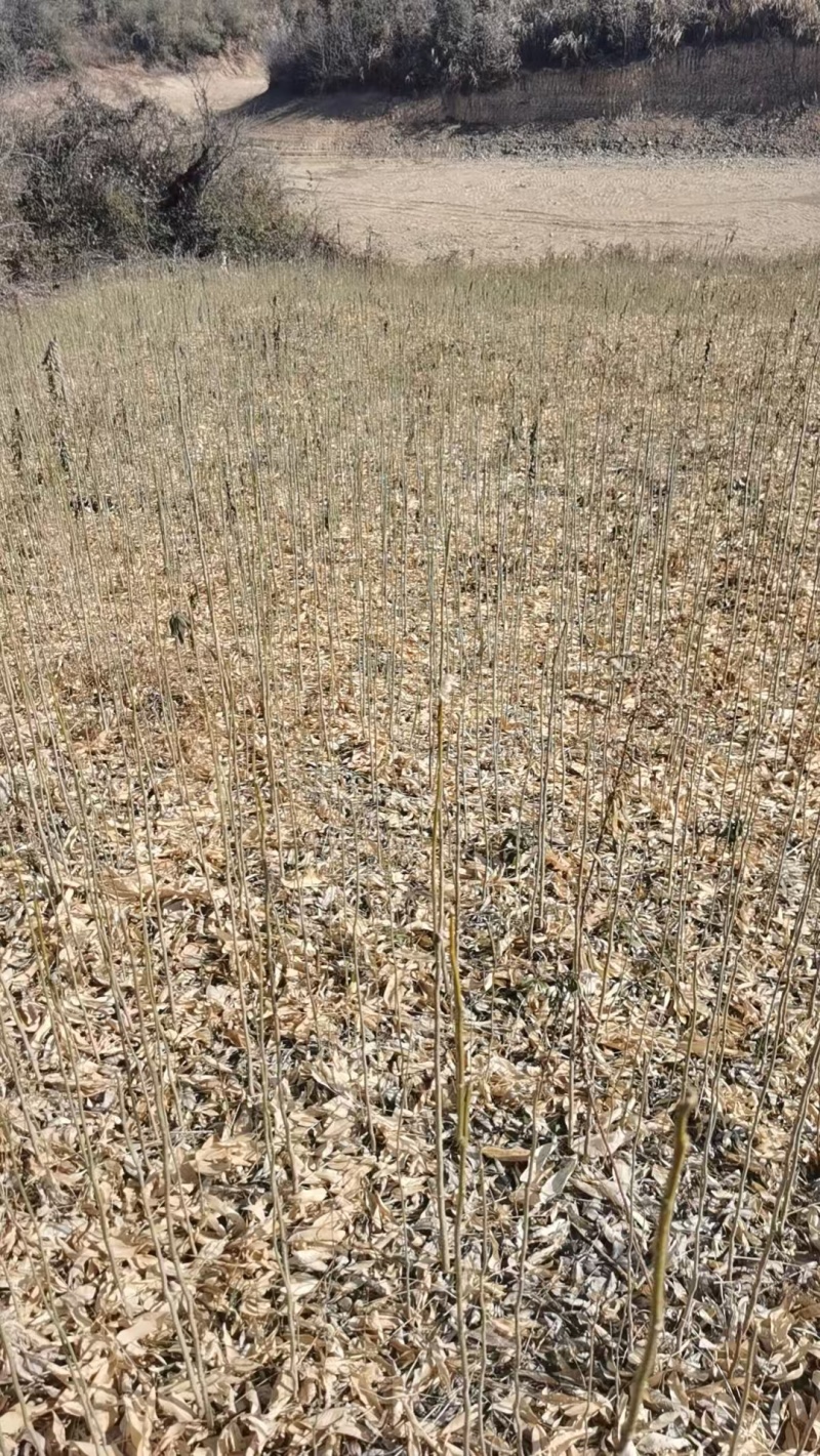 【热销】无患子种苗基地供应量大质优支持视频看货采购