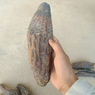 【热卖推荐】新疆肉苁蓉一手货源产地直发