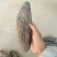 【热卖推荐】新疆肉苁蓉一手货源产地直发