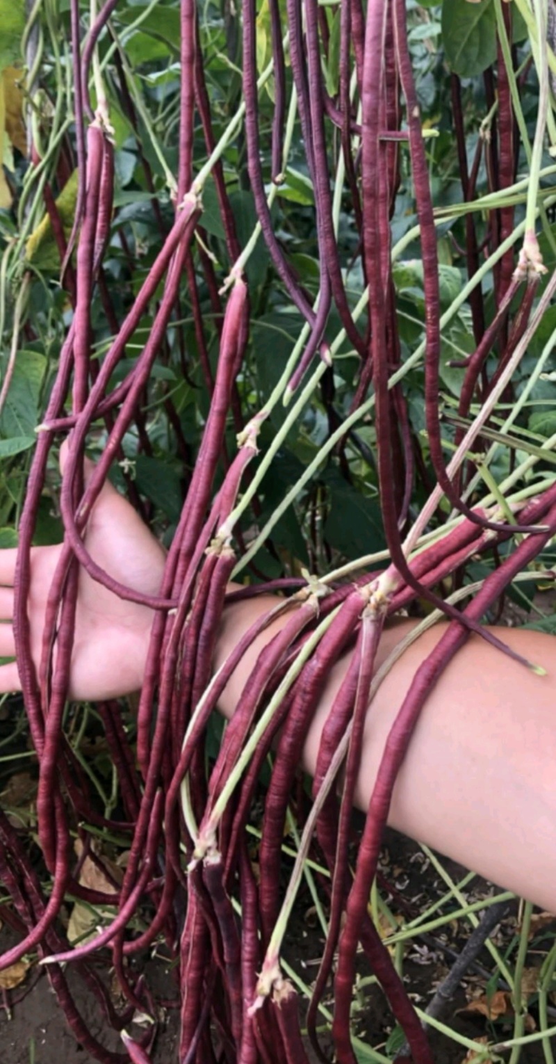 豇豆种子满豇红特色厚肉红豇豆荚条长且顺直