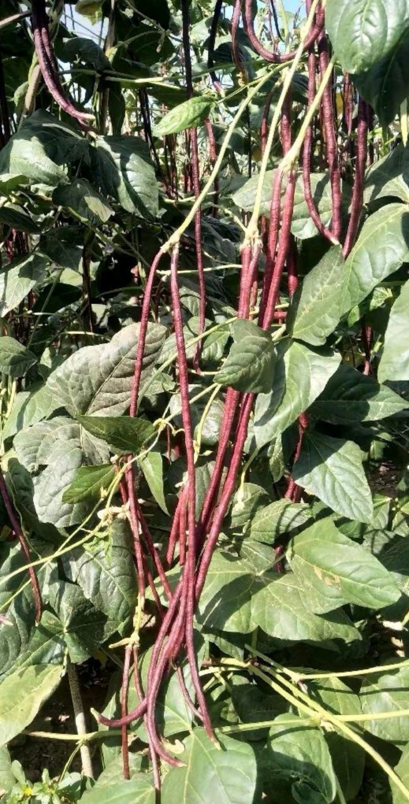 豇豆种子满豇红特色厚肉红豇豆荚条长且顺直