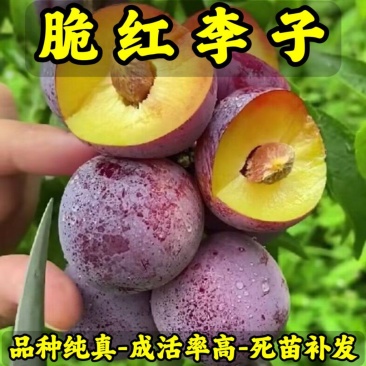 脆红李子苗品种纯真基地现起现发根系发达成活率高死苗