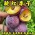 脆红李子苗品种纯真基地现起现发根系发达成活率高死苗
