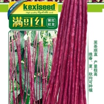 豇豆种子满豇红特色厚肉红豇豆荚条长且顺直