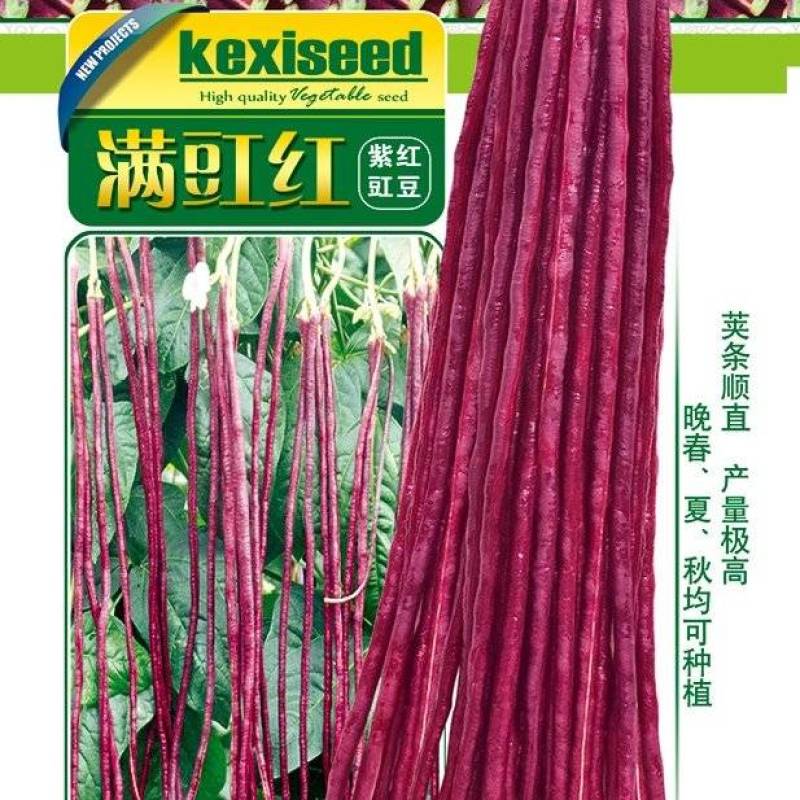 豇豆种子满豇红特色厚肉红豇豆荚条长且顺直