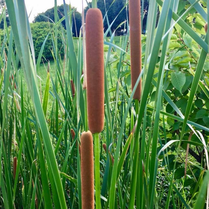 香蒲种子蒲黄种子水生植物观赏花卉