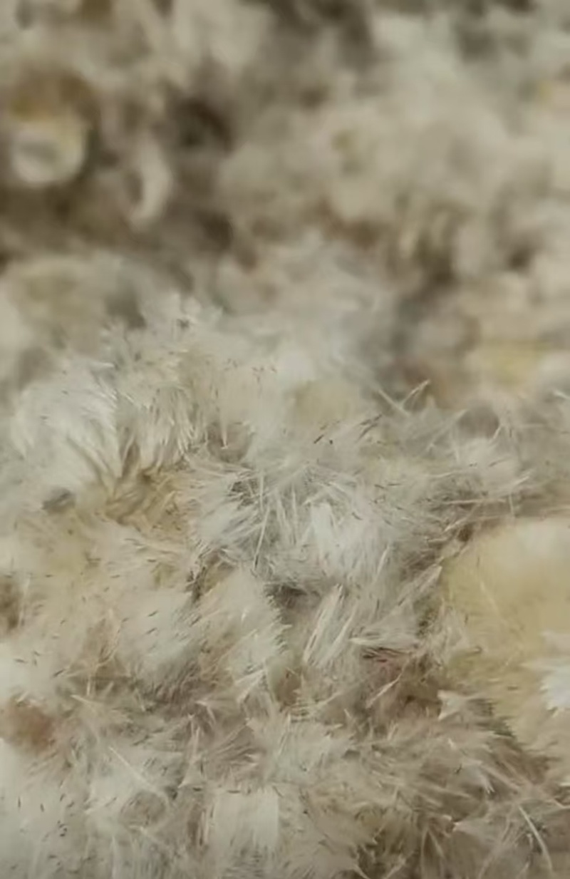 香蒲种子蒲黄种子水生植物观赏花卉