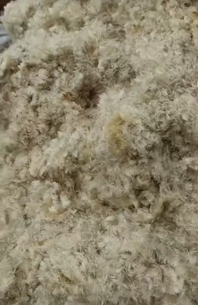 香蒲种子蒲黄种子水生植物观赏花卉