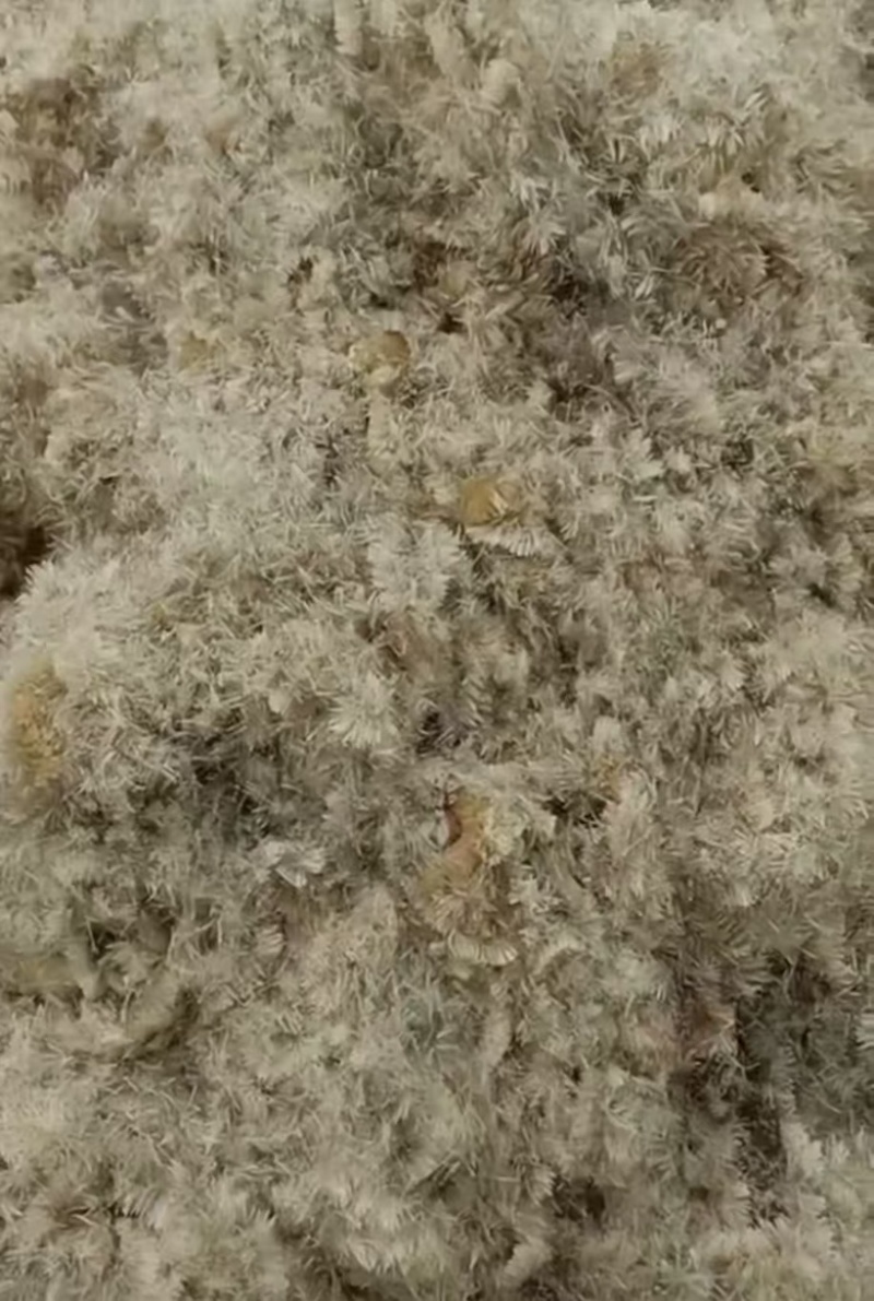 香蒲种子蒲黄种子水生植物观赏花卉