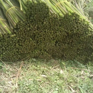 川蕨菜量大从优，可视频可现场，可供全国供应，