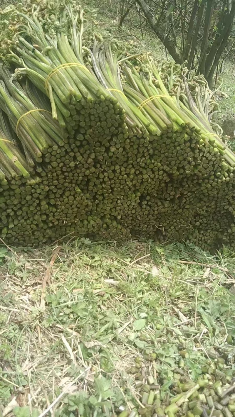 川蕨菜量大从优，可视频可现场，可供全国供应，