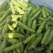 青蚕豆量大供应有需要的老板请联系