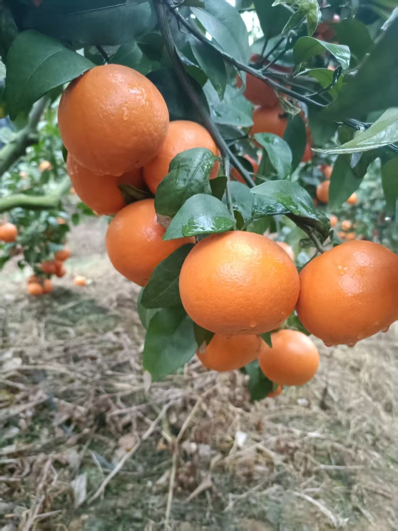 【好评高】广西优质沃柑